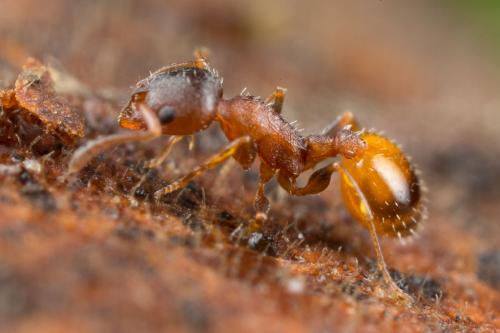 Réf. 244 189 : Temnothorax sp.